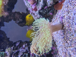 Weichkorallen, Korallen, Ableger, Salzwasser, Aquarium, Auflösung, Nachzucht Bild 2