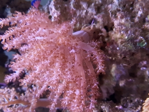 Weichkorallen, Korallen, Ableger, Salzwasser, Aquarium, Auflösung, Nachzucht Bild 4