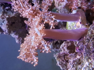 Weichkorallen, Korallen, Ableger, Salzwasser, Aquarium, Auflösung, Nachzucht Bild 5
