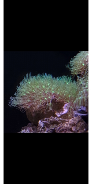 Weichkorallen, Korallen, Ableger, Salzwasser, Aquarium, Auflösung, Nachzucht Bild 14