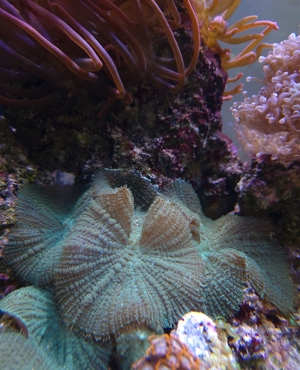 Weichkorallen, Korallen, Ableger, Salzwasser, Aquarium, Auflösung, Nachzucht Bild 19