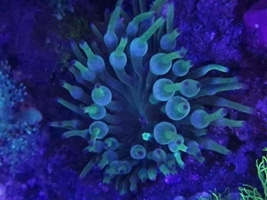 Weichkorallen, Korallen, Ableger, Salzwasser, Aquarium, Auflösung, Nachzucht Bild 18
