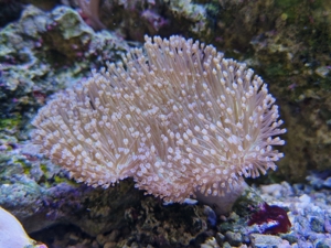 Weichkorallen, Korallen, Ableger, Salzwasser, Aquarium, Auflösung, Nachzucht Bild 3