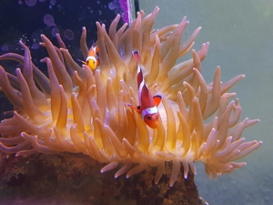 Weichkorallen, Korallen, Ableger, Salzwasser, Aquarium, Auflösung, Nachzucht Bild 16