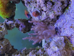 Weichkorallen, Korallen, Ableger, Salzwasser, Aquarium, Auflösung, Nachzucht Bild 7