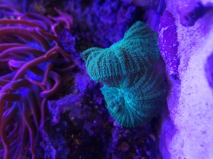 Weichkorallen, Korallen, Ableger, Salzwasser, Aquarium, Auflösung, Nachzucht Bild 17