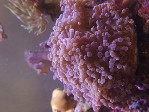 Weichkorallen, Korallen, Ableger, Salzwasser, Aquarium, Auflösung, Pilzlederkoralle Bild 11