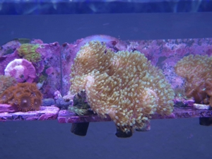 Weichkorallen, Korallen, Ableger, Salzwasser, Aquarium, Auflösung, Pilzlederkoralle Bild 2