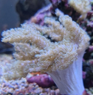 Weichkorallen, Korallen, Ableger, Salzwasser, Aquarium, Auflösung, Pilzlederkoralle Bild 3