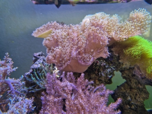 Weichkorallen, Korallen, Ableger, Salzwasser, Aquarium, Auflösung, Pilzlederkoralle Bild 1