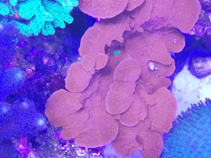 Weichkorallen, Korallen, Ableger, Salzwasser, Aquarium, Auflösung, Pilzlederkoralle Bild 13