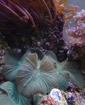 Weichkorallen, Korallen, Ableger, Salzwasser, Aquarium, Auflösung, Pilzlederkoralle Bild 16