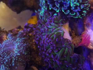 Weichkorallen, Korallen, Ableger, Salzwasser, Aquarium, Auflösung, Pilzlederkoralle Bild 9