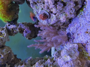 Weichkorallen, Korallen, Ableger, Salzwasser, Aquarium, Auflösung, Pilzlederkoralle Bild 8