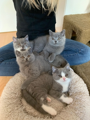 Typvoller BKH Deckkater Bild 7