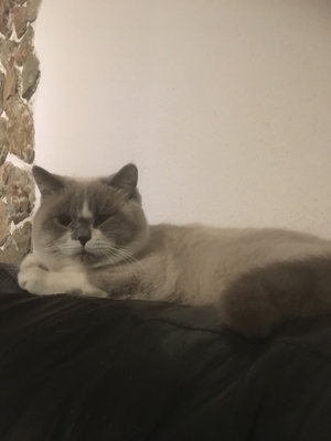 Typvoller BKH Deckkater Bild 4