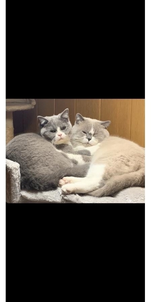 Typvoller BKH Deckkater Bild 2