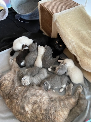 Typvoller BKH Deckkater Bild 8