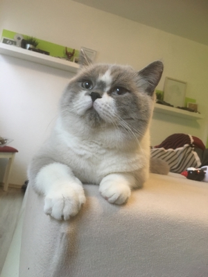 Typvoller BKH Deckkater Bild 5