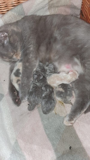 Typvoller BKH Deckkater Bild 9