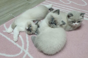 Typvoller BKH Deckkater Bild 6