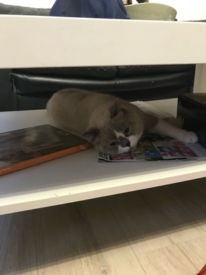 Typvoller BKH Deckkater Bild 3