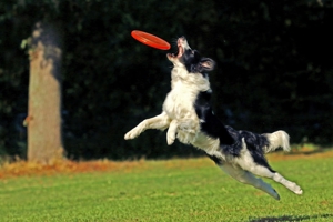 Border Collie Deckrüde Bild 2