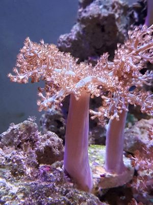 Keniabäumchen, Weichkorallen, Korallen, Ableger, Salzwasser, Aquarium, Auflösung, Korallenableger Bild 1