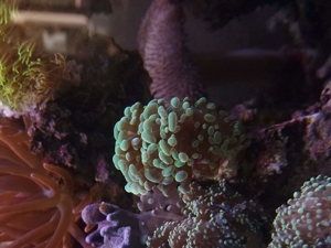 Keniabäumchen, Weichkorallen, Korallen, Ableger, Salzwasser, Aquarium, Auflösung, Korallenableger Bild 12