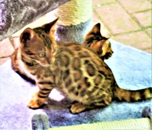 bengal katze kater kitten mit stambaum