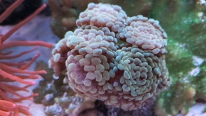 Meerwasser Korallen Euphyllia Golden Nugget