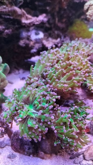 Meerwasser Korallen Euphyllia Toxic green 5-6 Köpfe (grün mit pinken Spitzen) Bild 3