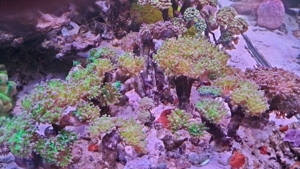 Meerwasser Korallen Euphyllia Toxic green 5-6 Köpfe (grün mit pinken Spitzen) Bild 5
