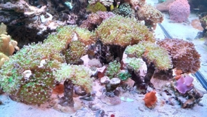 Meerwasser Korallen Euphyllia Toxic green 5-6 Köpfe (grün mit pinken Spitzen) Bild 4