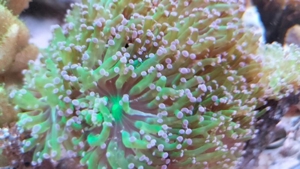 Meerwasser Korallen Euphyllia Toxic green 5-6 Köpfe (grün mit pinken Spitzen) Bild 2