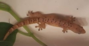 JUNGFERNGECKO LEPIDODACTYLUS LUGUBRIS