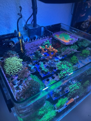 meerwasser ableger korallen  Bild 6