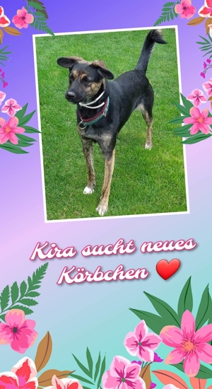 Kira sucht liebevolles zuhause!