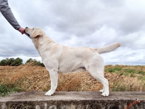 Labrador Deckrüde Fedo; kein Verkauf! Bild 5