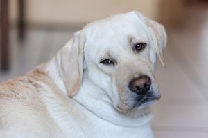 Labrador Deckrüde Fedo; kein Verkauf! Bild 4
