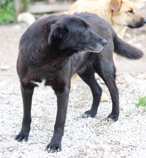 Kenzo, geb. 03/2014, lebt in GRIECHENLAND, im städt. Tierheim Serres Bild 6