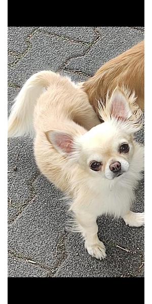 Wunderschöner Chihuahua Deckrüde Bild 2