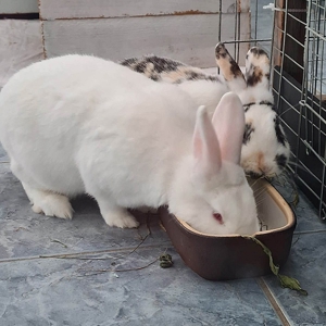 HOPE & ARNOLD suchen ein Zuhause Bild 3