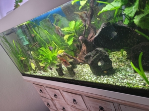 Aquarium 180 L komplett