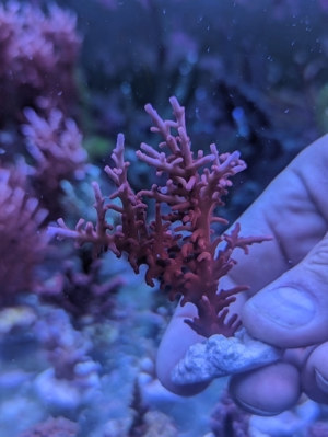 Meerwasser Acropora SPS Koralle Echinata red Dragon 