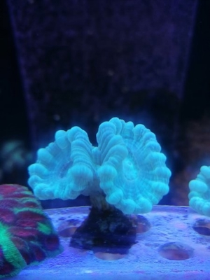 Meerwasser Korallen Caulastrea Bild 1