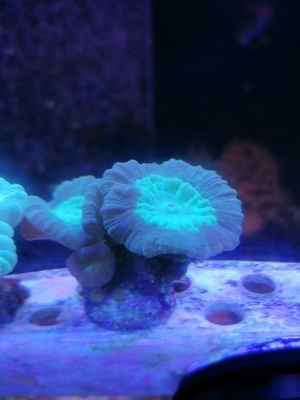 Meerwasser Korallen Caulastrea Bild 2