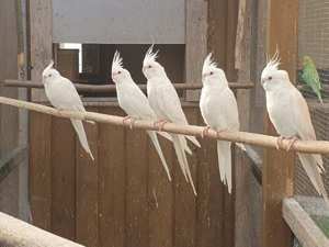 Albino Nymphensittiche