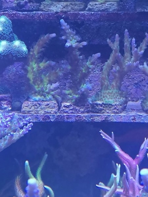 Meerwasser Korallen Sps