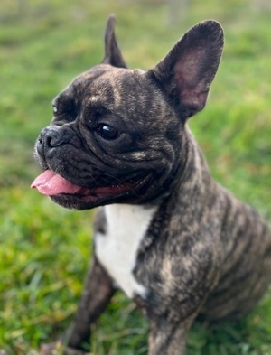 Französische Bulldogge Deckrüde Bild 1